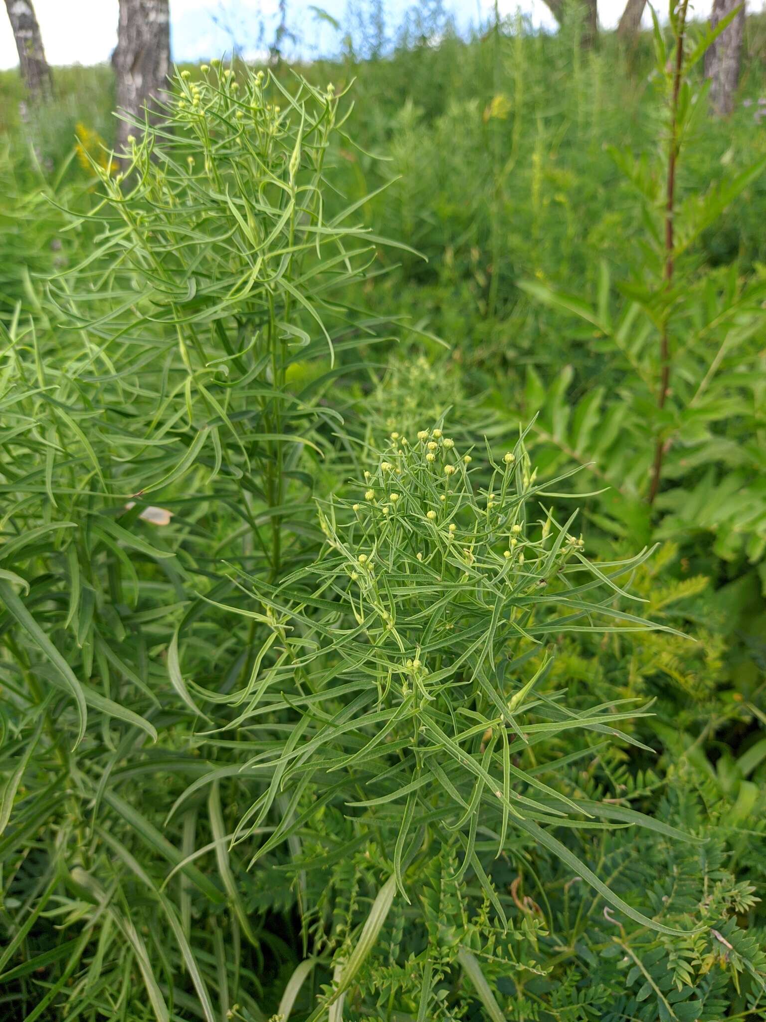 Image of Galatella biflora (L.) Nees