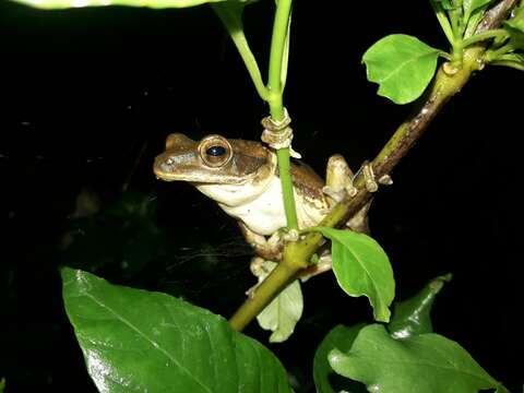 Imagem de Polypedates maculatus (Gray 1830)