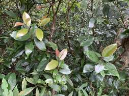 Image of <i>Syzygium kusukusuense</i>