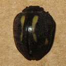 Image of Epilachna emerita Gordon 1975