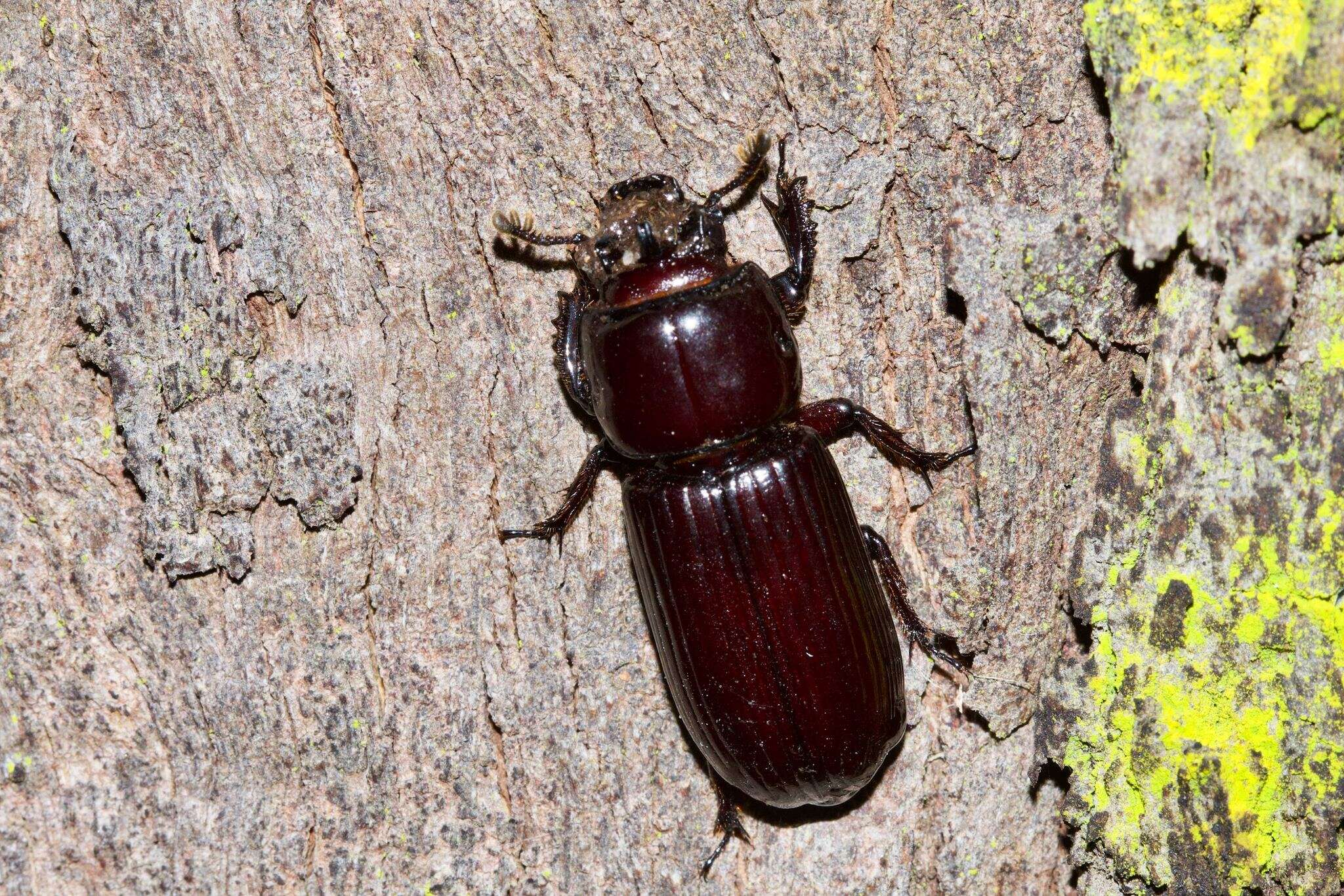 Image of Bess Beetles (genus)