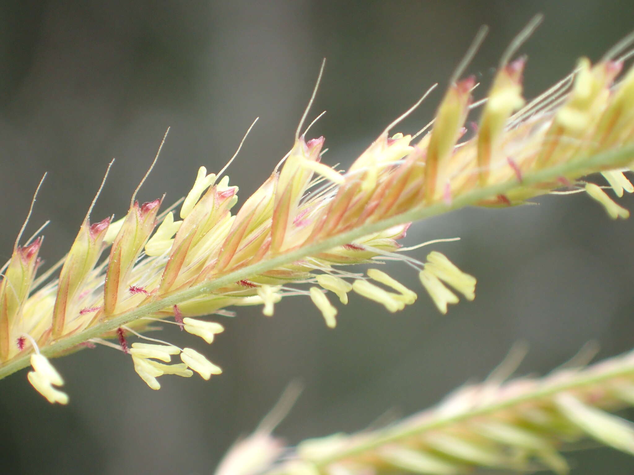 Image of Rhodes grass