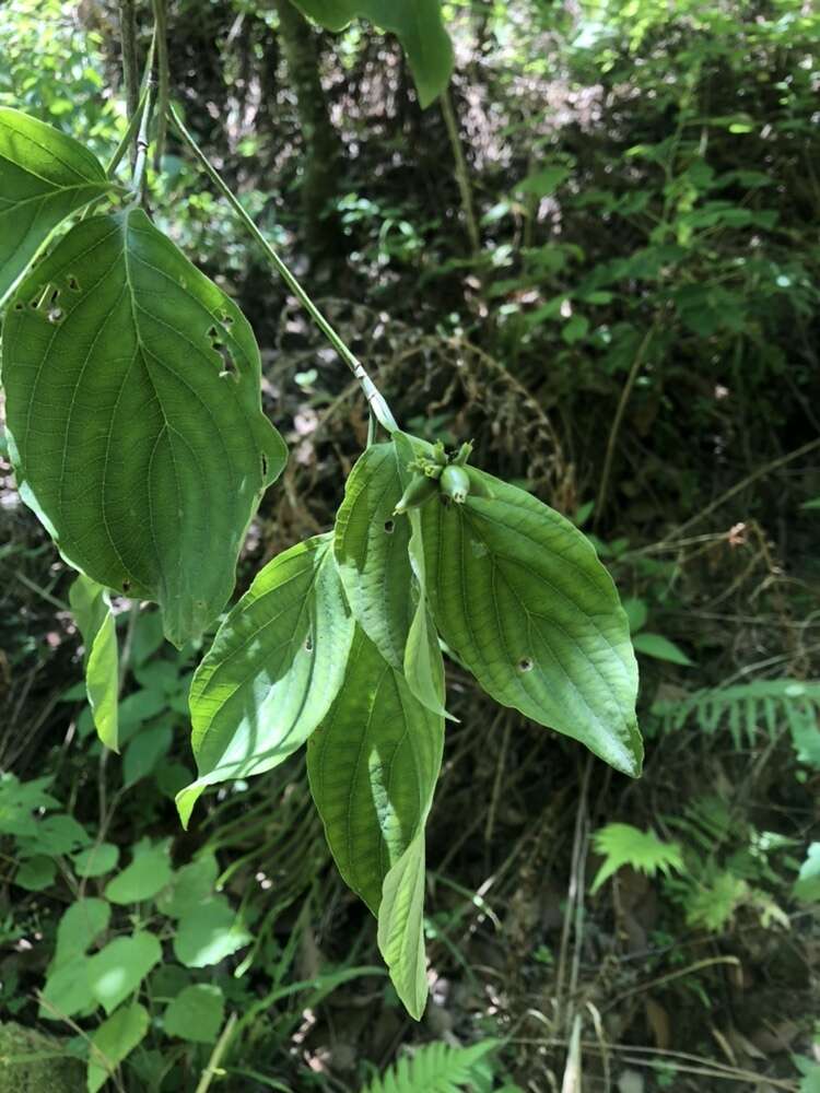 Image of Magic Dogwood