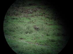 Image of Rosy Pipit