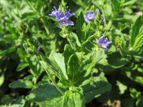 Image of broadleaf speedwell