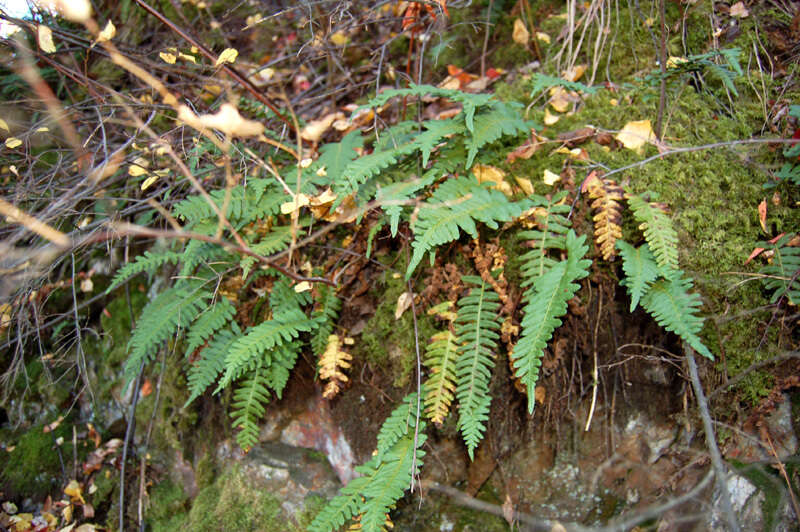 Polypodium sibiricum Siplivinsky的圖片