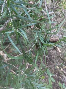 Image of Asparagus falcatus L.