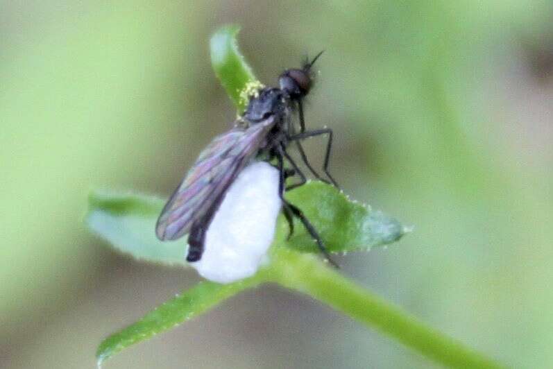 Image of Empis geneatis (Melander 1902)