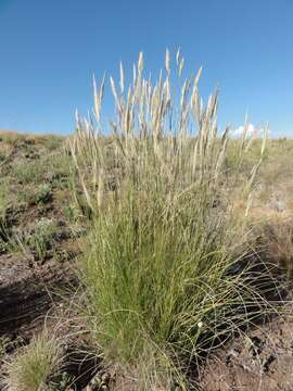 Sivun Tenaxia disticha (Nees) N. P. Barker & H. P. Linder kuva