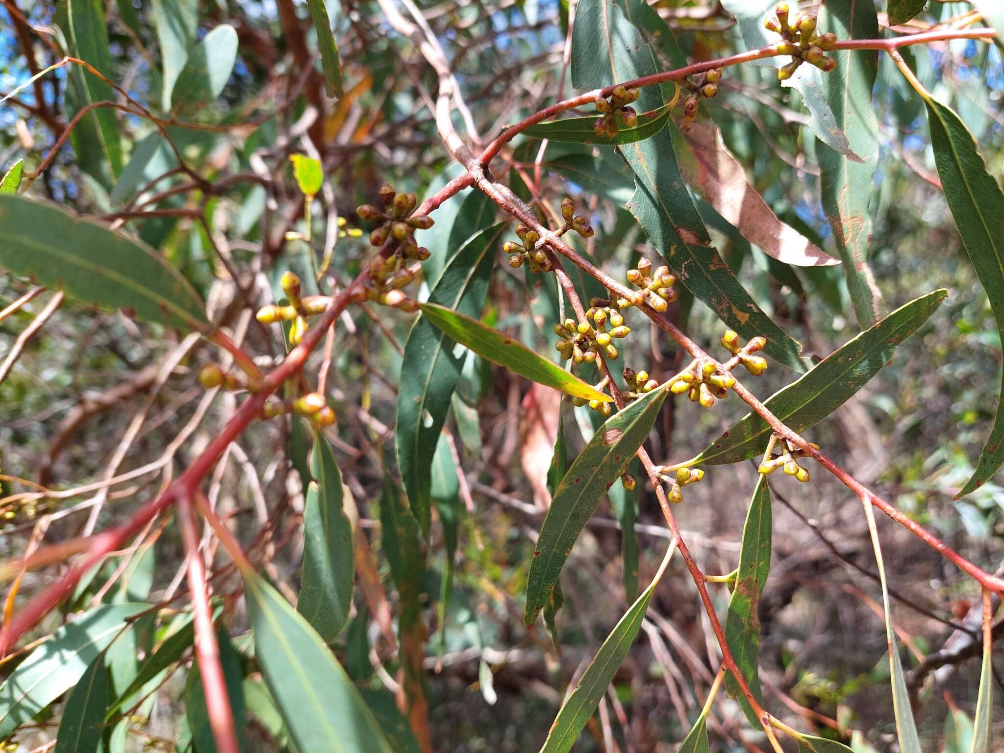 Image of Eucalyptus ignorabilis L. A. S. Johnson & K. D. Hill
