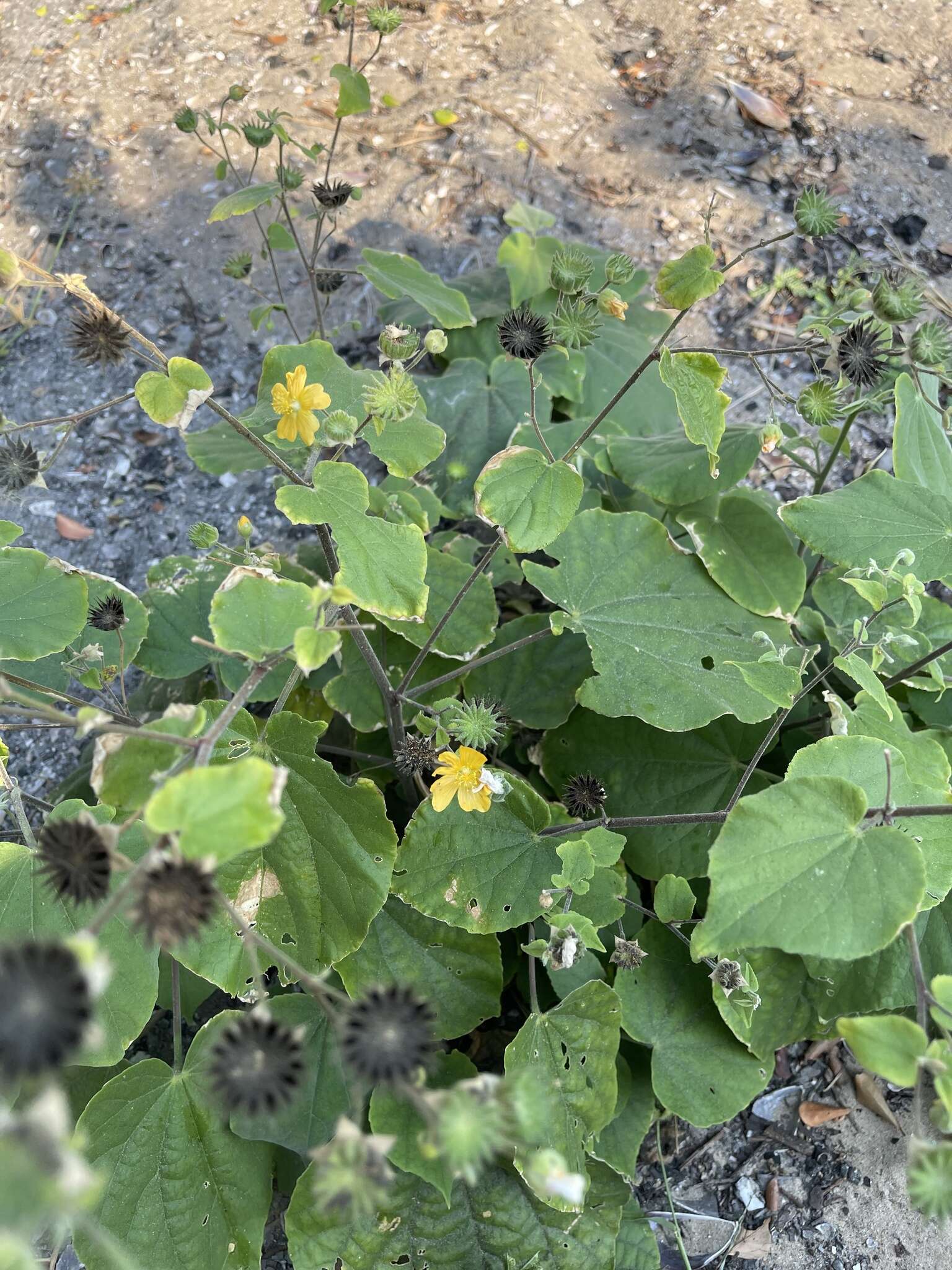 Image of Abutilon lauraster Hochr.