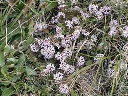 صورة Pimelea alpina F. Müll. ex Meissn.