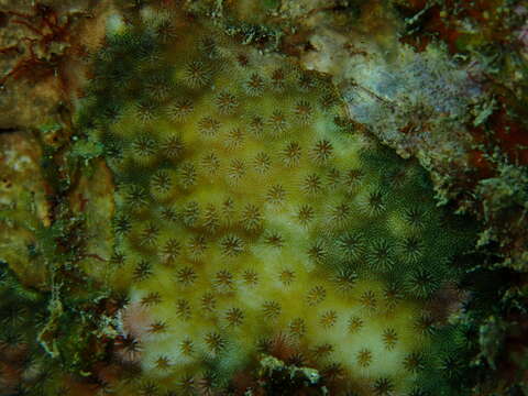 Cyphastrea serailia (Forskål 1775)的圖片