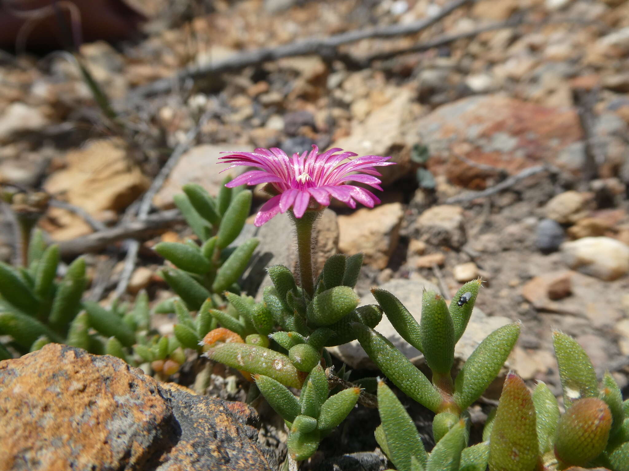 Image of Trichodiadema occidentale L. Bol.