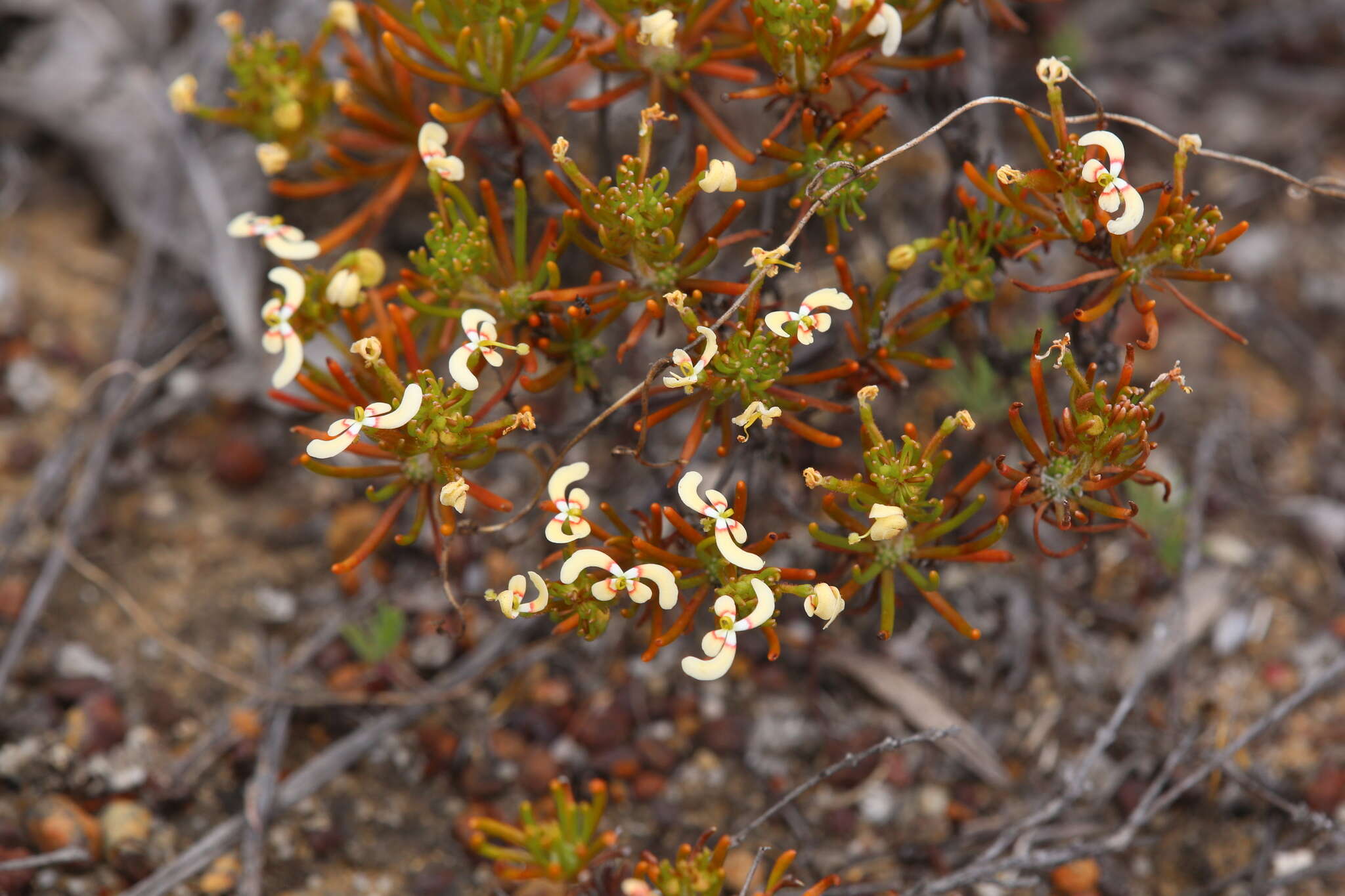 Image de Stylidium breviscapum R. Br.