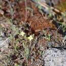 Image of Mono Hot Springs evening primrose