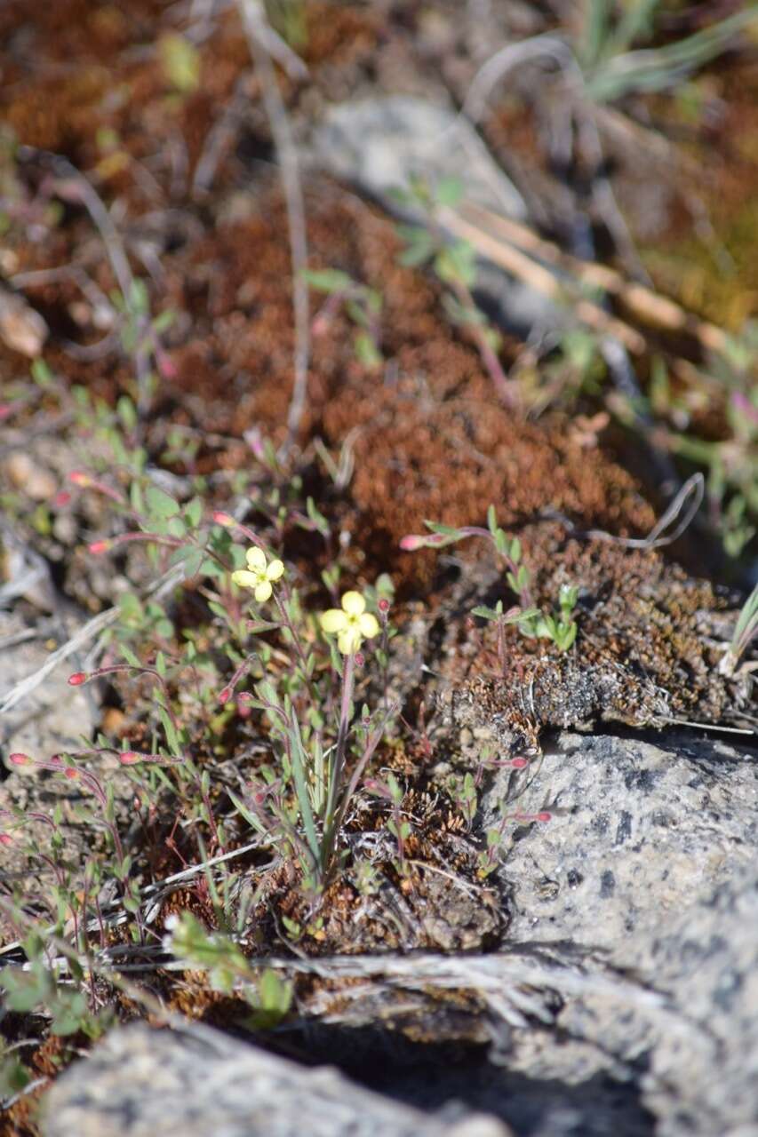 Image of Mono Hot Springs evening primrose