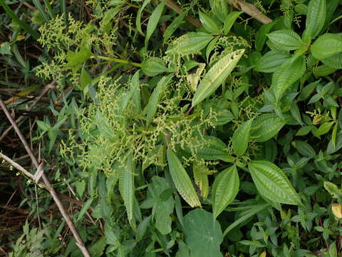 Image of Pilea melastomoides (Poir.) Wedd.