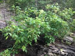 Image of eastern poison ivy