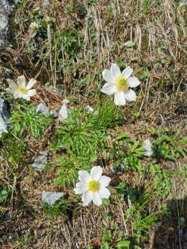 Image of Pulsatilla alpina subsp. alpina