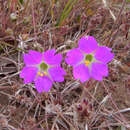 Imagem de Mirabilis cordifolia (Kunze ex Choisy) Heimerl