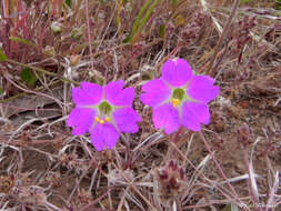 Image of Mirabilis cordifolia (Kunze ex Choisy) Heimerl