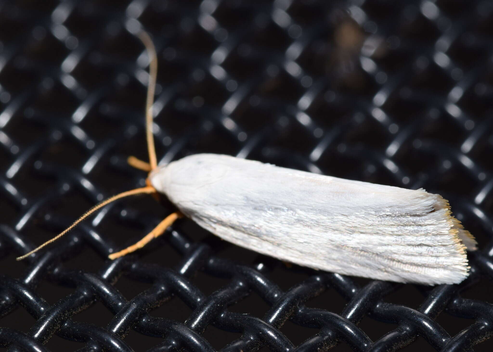 Image of Xylorycta luteotactella Walker 1864