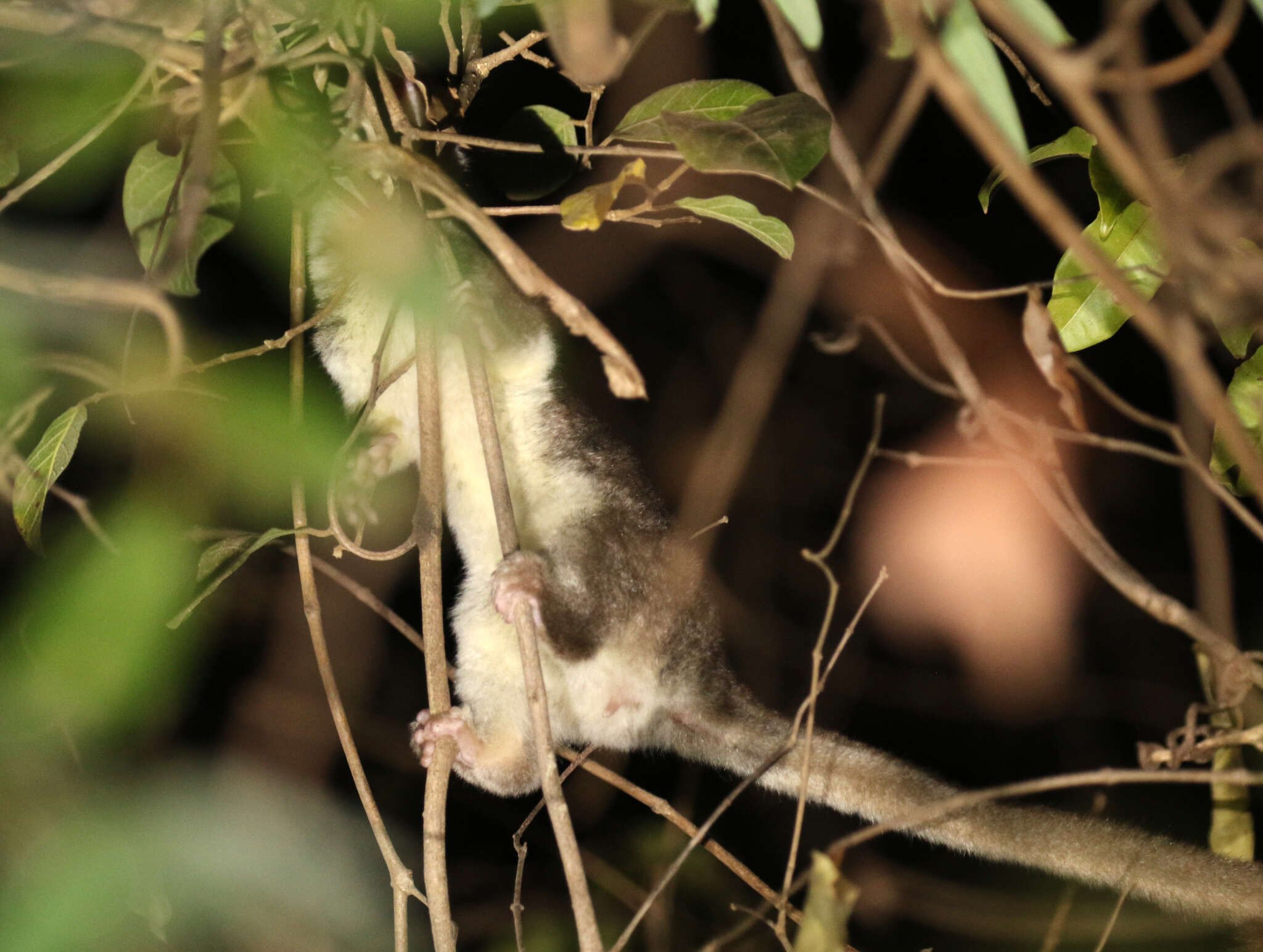 Image of fat-tailed dwarf lemur