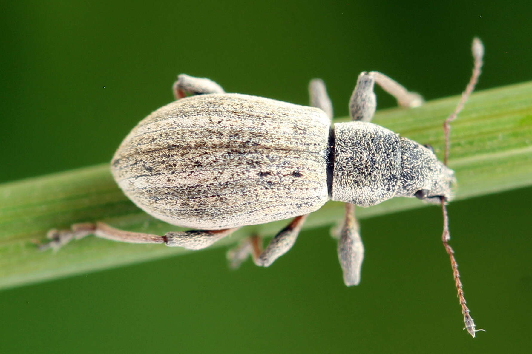 Image of Polydrusus (Eurodrusus) confluens Stephens 1831