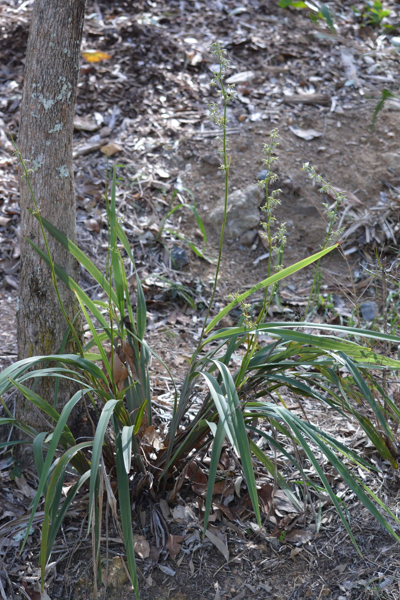 Image of cerulean flaxlily