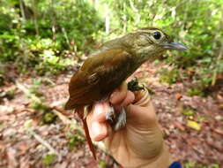 Image of Rufous-rumped Foliage-gleaner