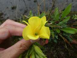 Image of Oenothera cambrica K. Rostanski