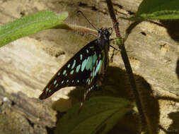 Image of Graphium bathycles (Zincken 1831)