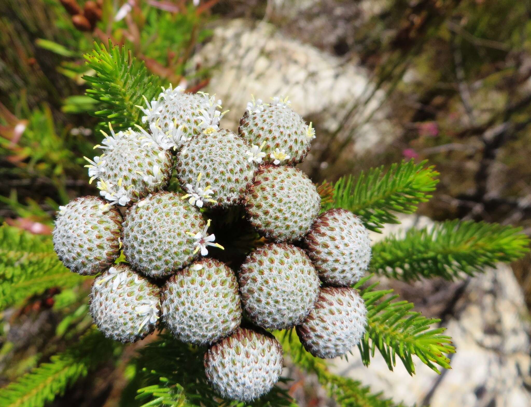 Image of Berzelia albiflora (E. Phillips) Class.-Bockh. & E. G. H. Oliv.