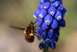 Image of Dotted bee-fly