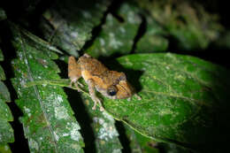 Image of white-striped robber frog