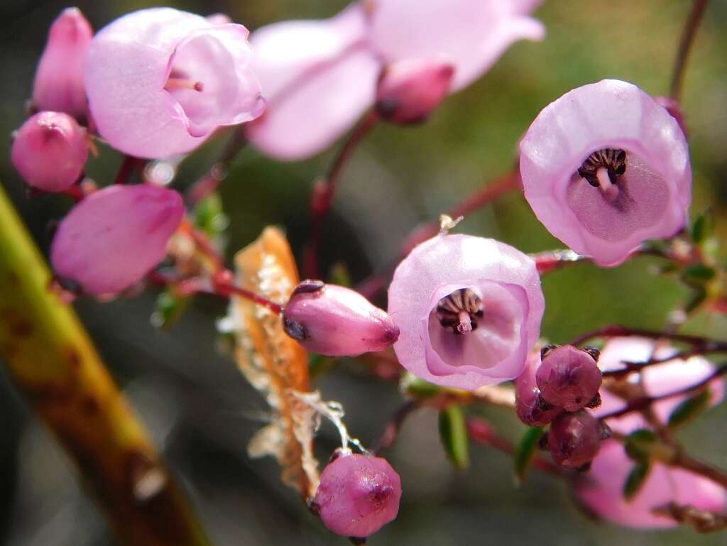 Imagem de Erica carduifolia Salisb.