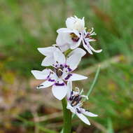 Sivun Wurmbea dioica subsp. dioica kuva