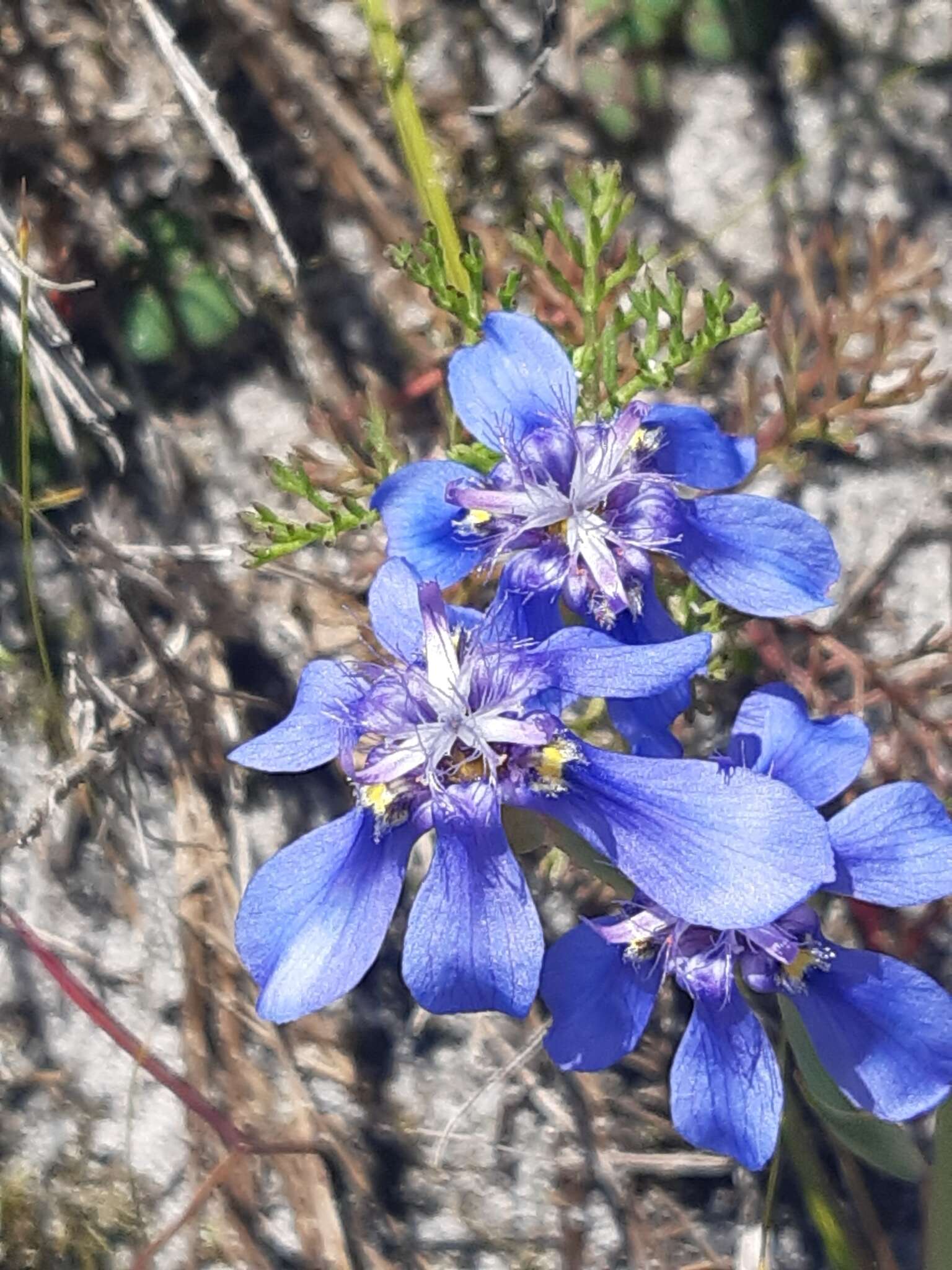 Image of Moraea lugubris (Salisb.) Goldblatt