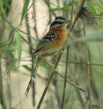 Image of Bertoni's Antbird