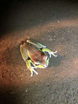 Image of Blue Mountains Tree Frog