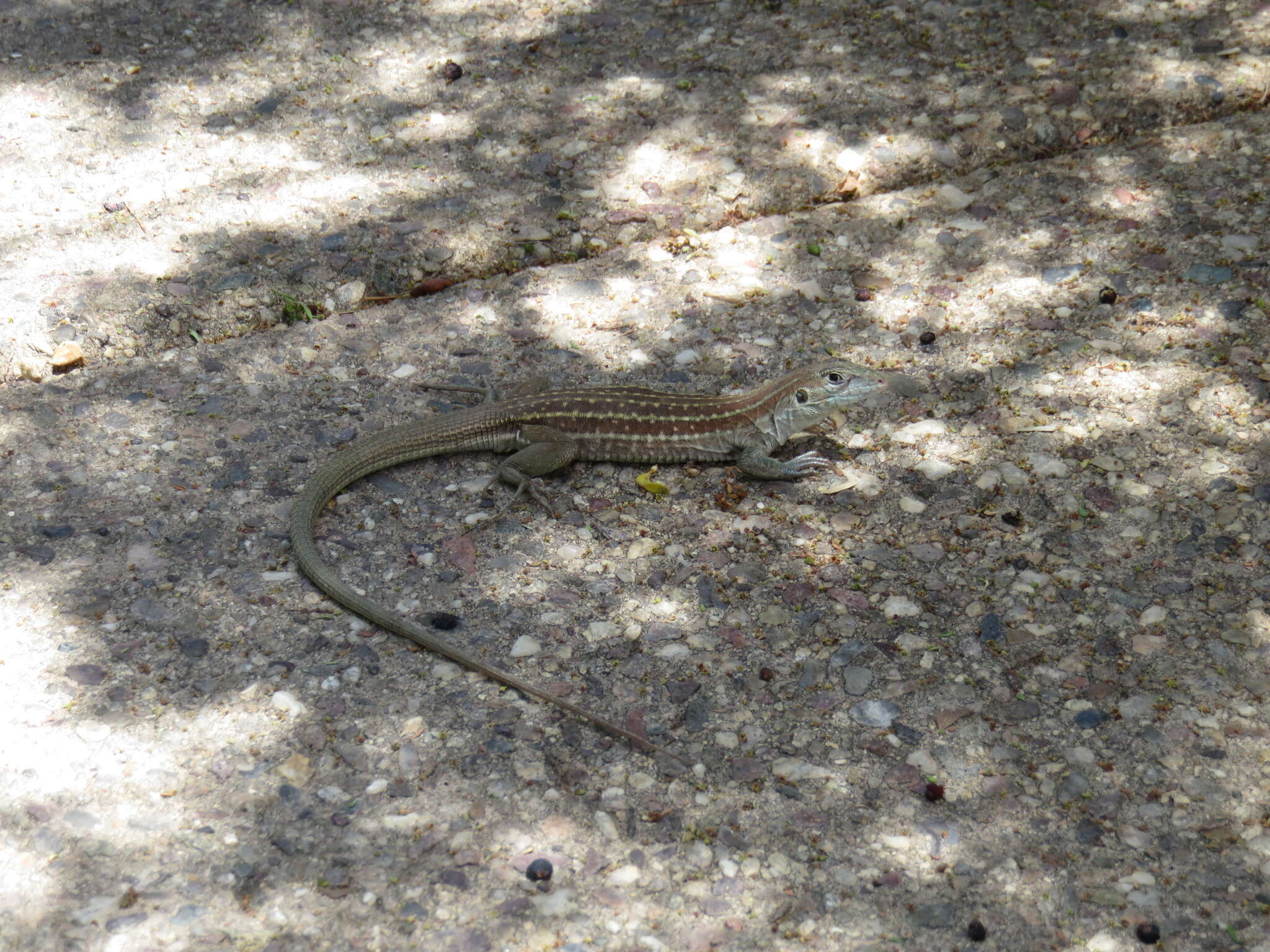 Image of Sonoran Spotted Whiptail
