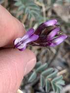 Image of Minthorn's milkvetch