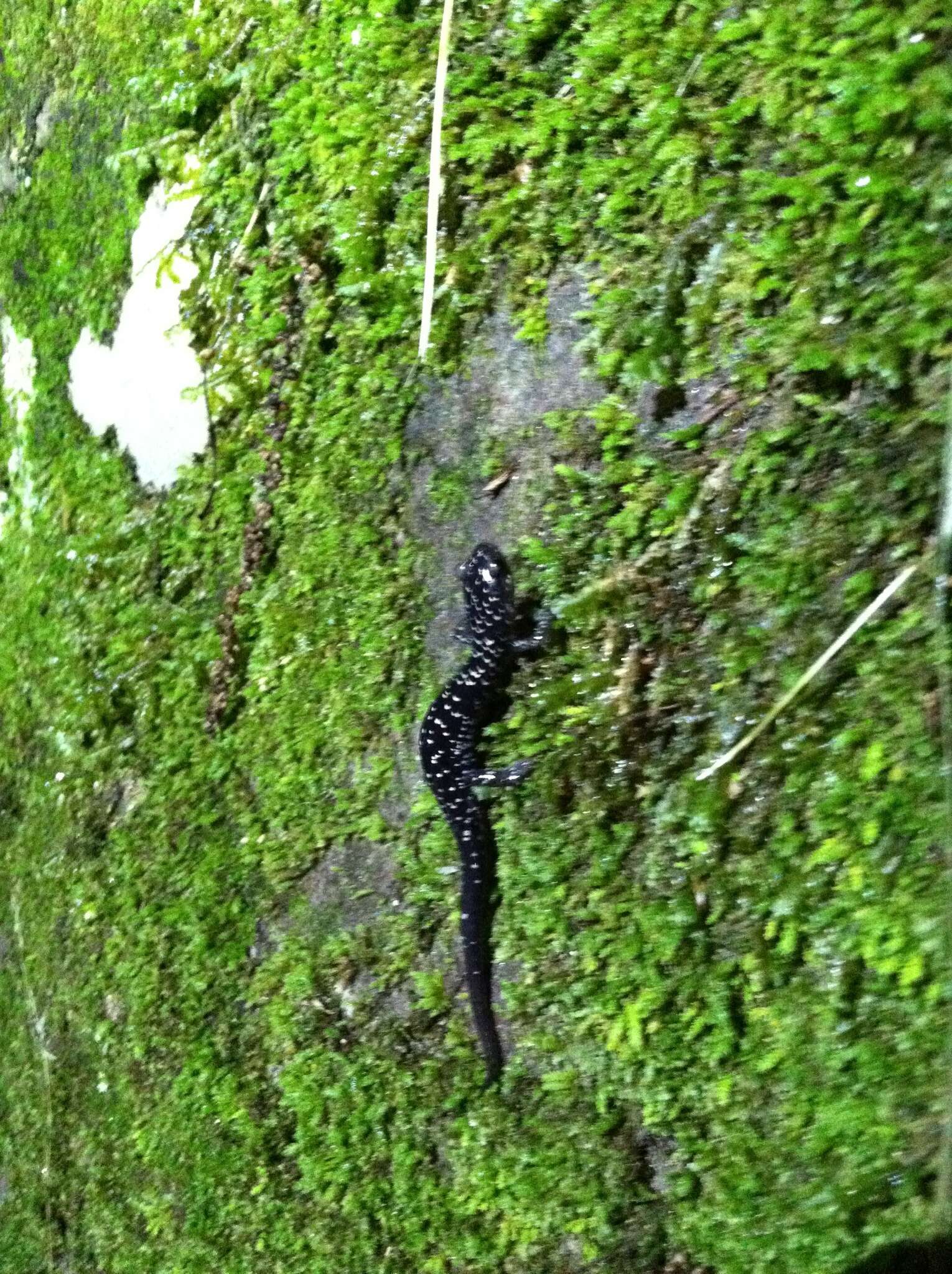 Image of Ainsworth's Salamander