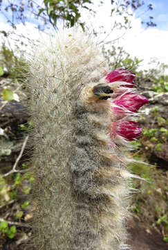 Micranthocereus purpureus (Gürke) F. Ritter的圖片