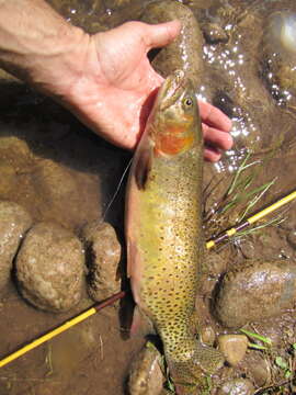 Image of Oncorhynchus clarkii pleuriticus (Cope 1872)