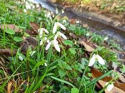 Image of Galanthus reginae-olgae Orph.