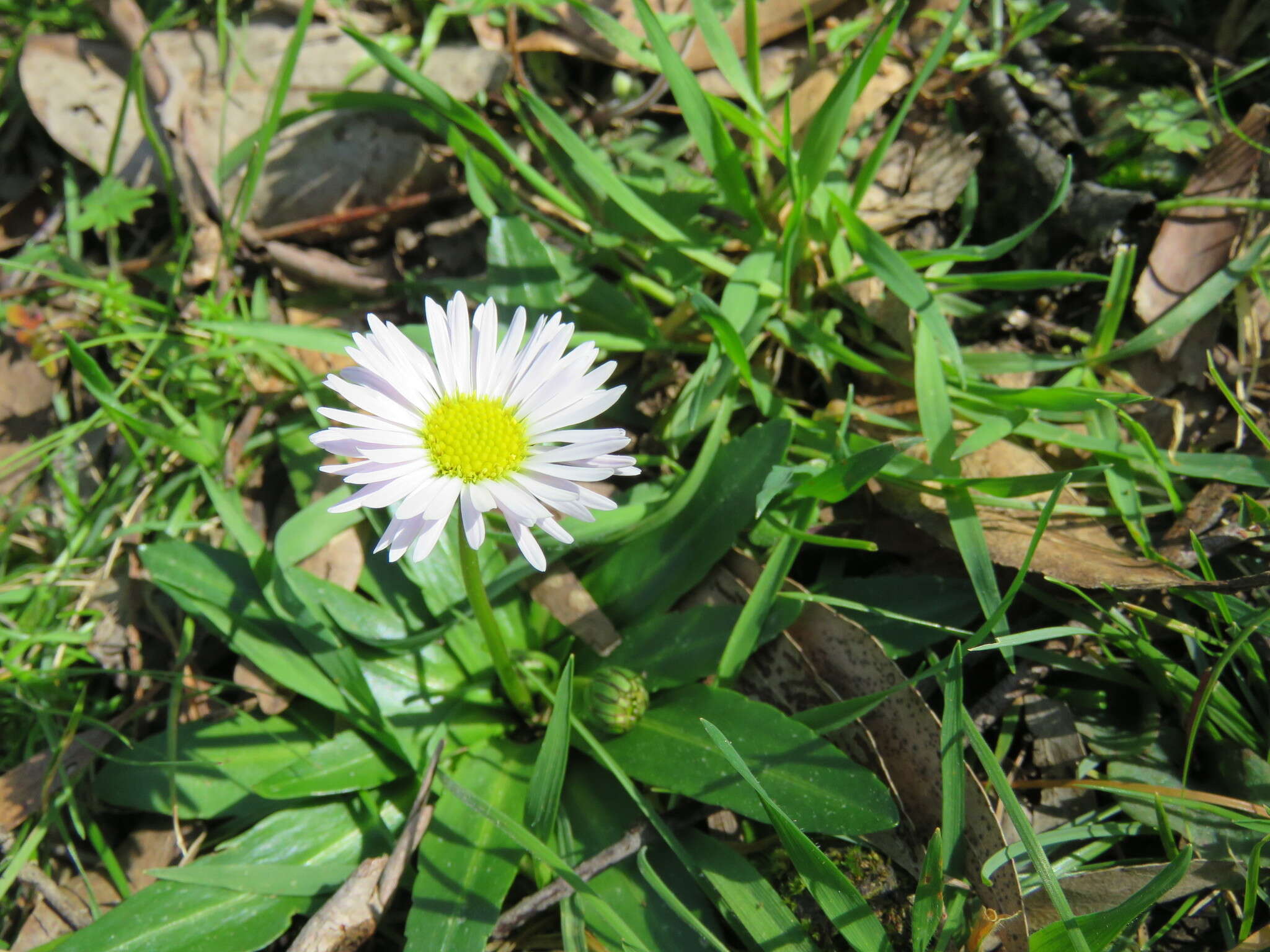 Image of Brachyscome decipiens Hook. fil.