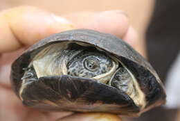 Image of West African mud turtle