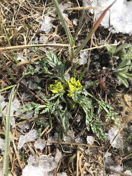 Image of leafy wildparsley